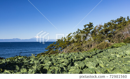 白菜田的冬天,在湘南三浦半島上可以看到富士山 白菜田的冬天,在湘南三浦半島上可以看到富士山 72981560