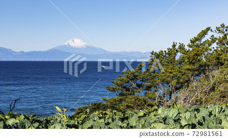 白菜田的冬天,在湘南三浦半島上可以看到富士山 白菜田的冬天,在湘南三浦半島上可以看到富士山 72981561