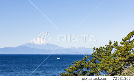 白菜田的冬天，在湘南三浦半島上可以看到富士山 72981562