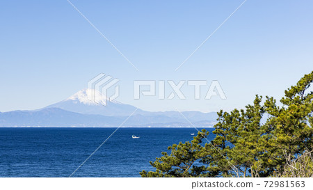 白菜田的冬天,在湘南三浦半島上可以看到富士山 白菜田的冬天,在湘南三浦半島上可以看到富士山 72981563
