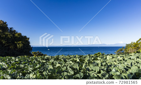 白菜田的冬天，在湘南三浦半島上可以看到富士山 72981565