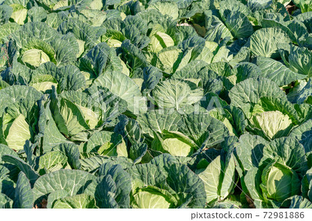 Cabbage field Cabbage field 72981886