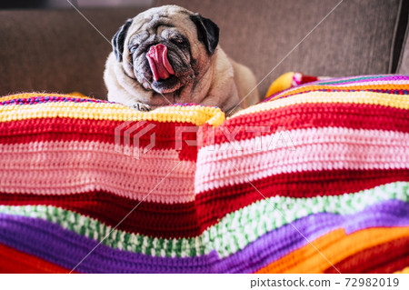 Adorable funny pug dog at home with nice tongue lay down lazy on a coloured cover on the sofa - concept of best friend dog and texture background - funny domestic canine Adorable funny pug dog at home with nice tongue lay down lazy on a coloured cover on the sofa - concept of best friend dog and texture background - funny domestic canine 72982019
