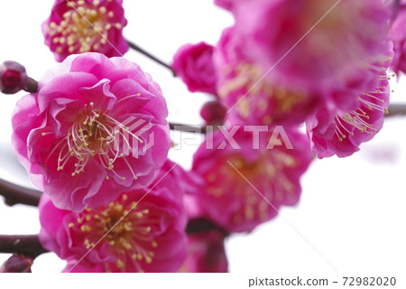 梅花,八kan口濃密的花瓣和許多雄性劍 梅花,八kan口濃密的花瓣和許多雄性劍 72982020