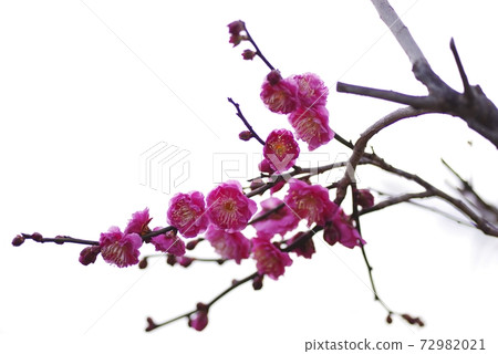 梅花,八重坎口修剪,盛開 梅花,八重坎口修剪,盛開 72982021