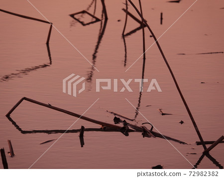 倫孔領域莖藝術 72982382