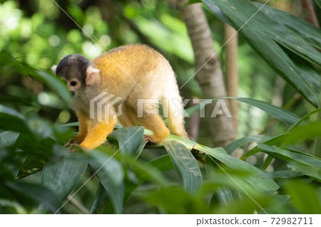 [Black-capped squirrel monkey] Ishigaki Yaima Village 72982711