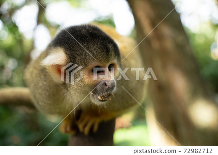 [Black-capped squirrel monkey] Ishigaki Yaima Village 72982712