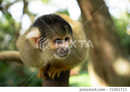 [Black-capped squirrel monkey] Ishigaki Yaima Village 72982713