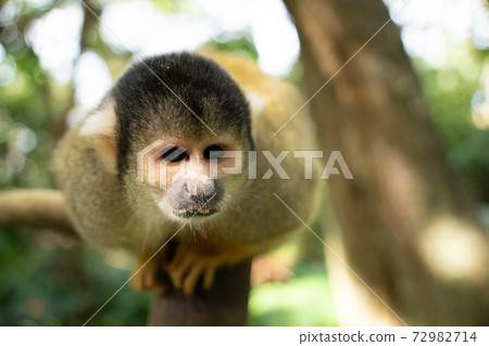 [Black-capped squirrel monkey] Ishigaki Yaima Village 72982714