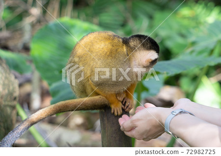 [Black-capped squirrel monkey] Ishigaki Yaima Village 72982725
