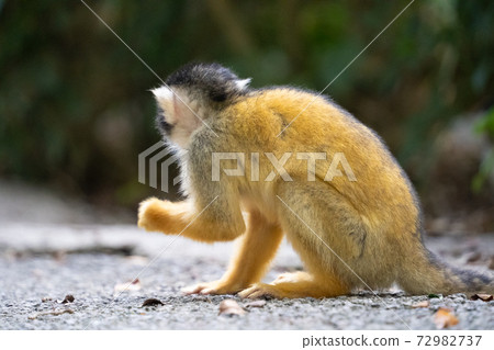 [Black-capped squirrel monkey] Ishigaki Yaima Village 72982737