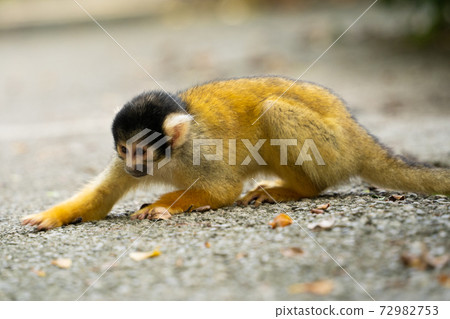[Black-capped squirrel monkey] Ishigaki Yaima Village 72982753