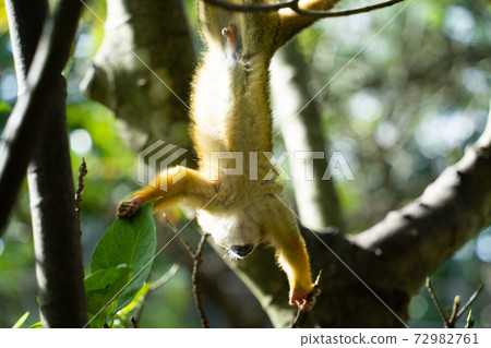 [Black-capped squirrel monkey] Ishigaki Yaima Village 72982761