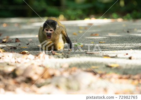 [Black-capped squirrel monkey] Ishigaki Yaima Village 72982765