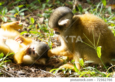 [Black-capped squirrel monkey] Ishigaki Yaima Village 72982766