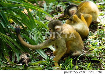 [Black-capped squirrel monkey] Ishigaki Yaima Village 72982781