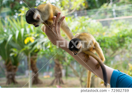 [Black-capped squirrel monkey] Ishigaki Yaima Village 72982789