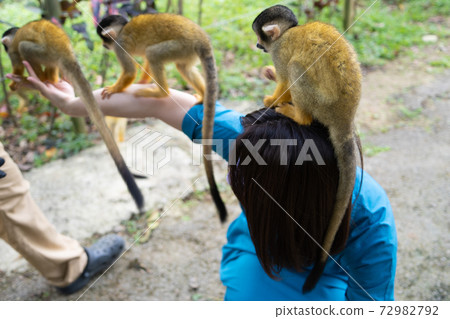 [Black-capped squirrel monkey] Ishigaki Yaima Village 72982792
