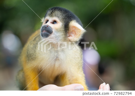 [Black-capped squirrel monkey] Ishigaki Yaima Village 72982794