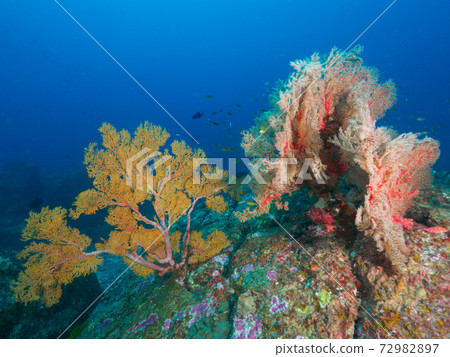 Oisobana growing on a rock (Similan Islands, Kingdom of Thailand) 72982897