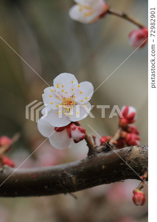 Cherry blossoms, one flower Cherry blossoms, one flower 72982901