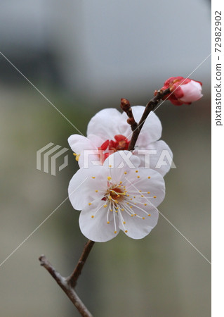 Cherry blossoms, one flower Cherry blossoms, one flower 72982902