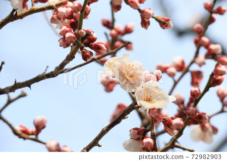 Cherry blossoms, one flower Cherry blossoms, one flower 72982903