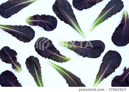 Red Cos Lettuce leaves on white background. 72982923