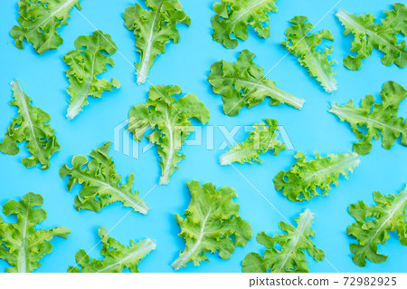 Green oak lettuce leaves on blue background. Top view 72982925