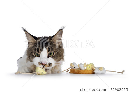 Naughty cat on white Naughty cat on white 72982955