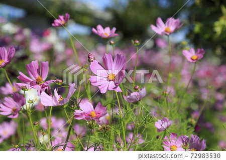 大牟田市Su訪公園波斯菊 72983530