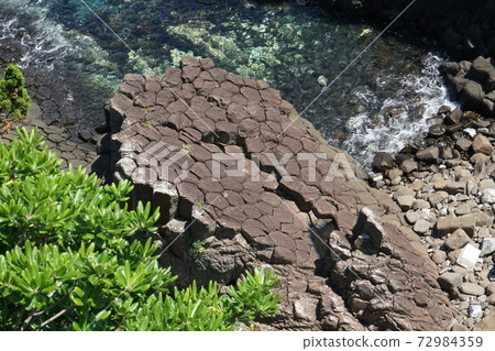 Narinjisaki's Birch Tree 72984359