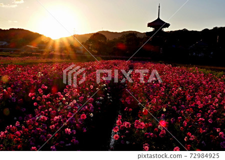 Scenery of cosmos at Hokiji Temple Scenery of cosmos at Hokiji Temple 72984925
