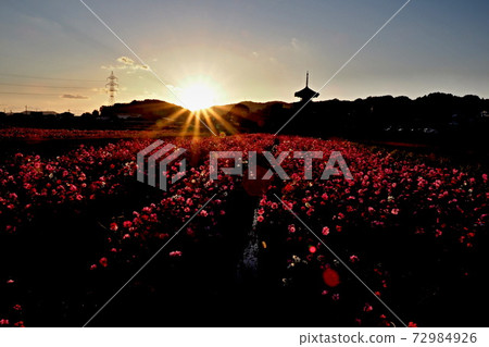 Scenery of cosmos at Hokiji Temple Scenery of cosmos at Hokiji Temple 72984926
