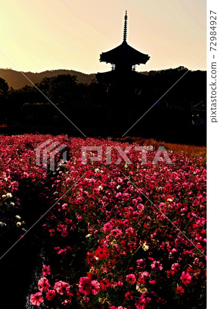 Scenery of cosmos at Hokiji Temple Scenery of cosmos at Hokiji Temple 72984927