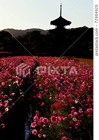 Scenery of cosmos at Hokiji Temple Scenery of cosmos at Hokiji Temple 72984928