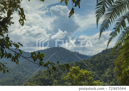Jungle in Sumatra, Gunung Leuser National Park 72985044