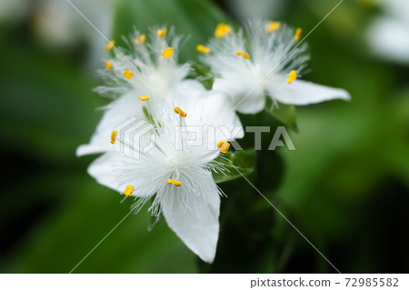 Flower of Tokuwa Tsurukusa Flower of Tokuwa Tsurukusa 72985582