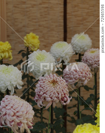 菊花 菊花 72985598