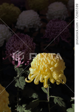 菊花 菊花 72985599