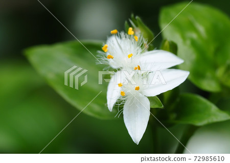 Tokuwa Tsurukusa之花 Tokuwa Tsurukusa之花 72985610