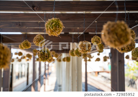 苔蘚水球觀音寺站 苔蘚水球觀音寺站 72985952