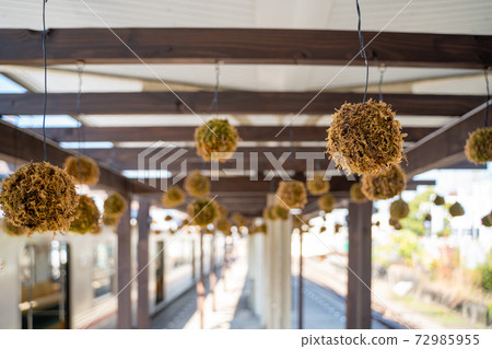苔蘚水球觀音寺站 苔蘚水球觀音寺站 72985955