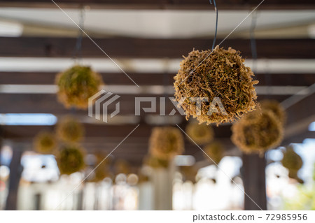 苔蘚水球觀音寺站 72985956