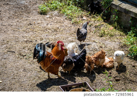 hen and rooster in the paddock at the farm yard hen and rooster in the paddock at the farm yard 72985961