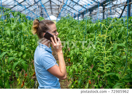 farmer phoning in a greenhouse on an organic farm growing tomatoes farmer phoning in a greenhouse on an organic farm growing tomatoes 72985962