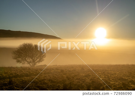 Beautiful lonely tree in the fog in County Donegal - Ireland 72986090