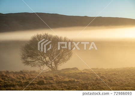 Beautiful lonely tree in the fog in County Donegal - Ireland Beautiful lonely tree in the fog in County Donegal - Ireland 72986093