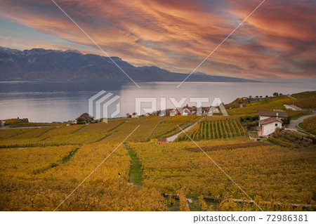 High-angle view landscape autumn leaves of Vineyard lake at Lausanne city in October of the year. On the north coast of Lake Geneva, Switzerland 72986381